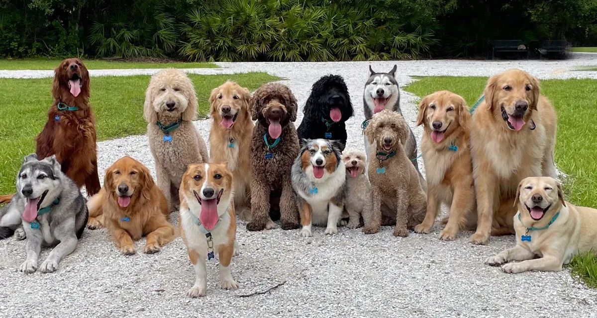 Best Pet Shop in Lucknow Shares Ways to Keep Pets Active